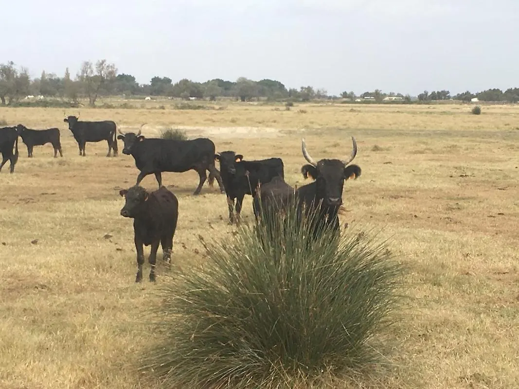 Jolie maison de ville rénovée à 50m des Arènes Arles França